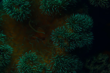 Fototapeta na wymiar diving background bubbles underwater