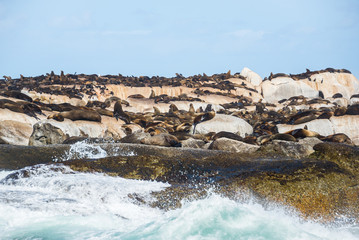 Cape Fur Seals (Arctocephalus pusillus) at Duiker Island, South Africa