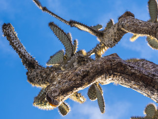 Beautiful Cactus Trees - Santa Fe, Galapagos Islands, Ecuador