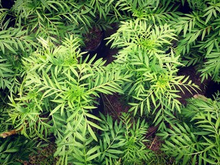 Marigold flower plant. The plant that Thai people plant marigold flowers. Remembrance of His Majesty King Rama IX.