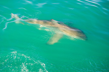 Fototapeta premium Great white shark (Carcharodon carcharias), Gansbaai, South Africa