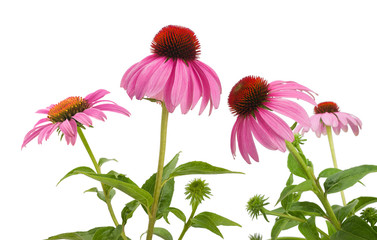 Pink coneflowers (echinacea)