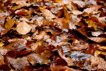 Autumn Leaves Background