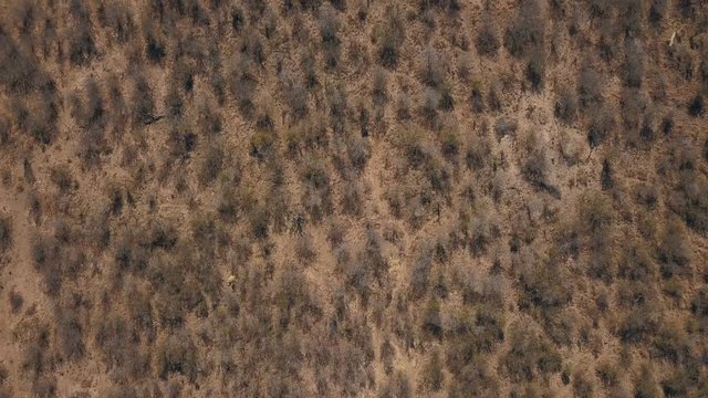 Aerial top down view of arid scrub bush in sandy soil crossed by animal pathways