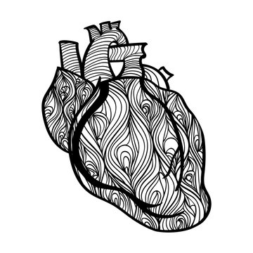 Black and white vector of human heart. Hand drawn doodle decorated with waves