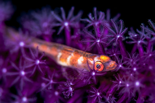 Philippines, Oriental Mindoro, Puerto Galera