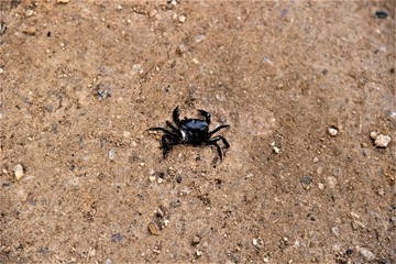 Krabbe im Gebirge