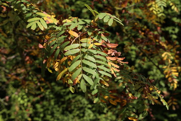 Foliage / Green leaves in sunlight