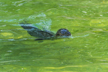 Robbe im Wasser