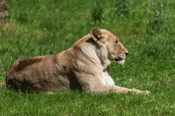 Löwen auf einer Wiese