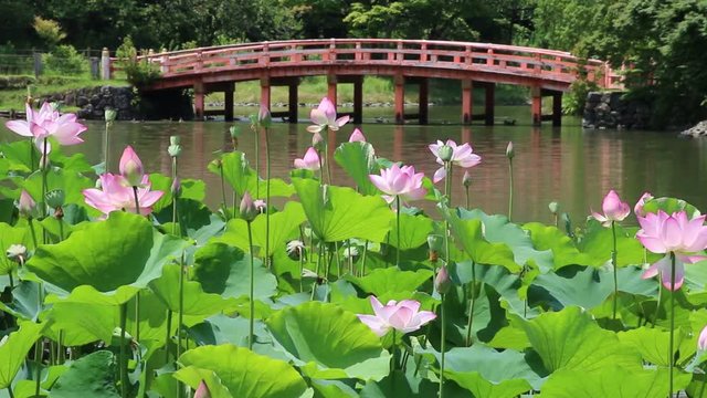 白水阿弥陀堂の古代ハス（いわき市）動画