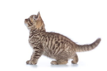 Cute kitten standing profile side view over white background cutout