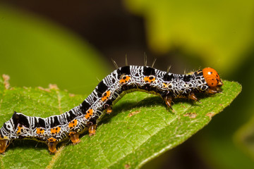 Caterpillar on green leaf in Thailand