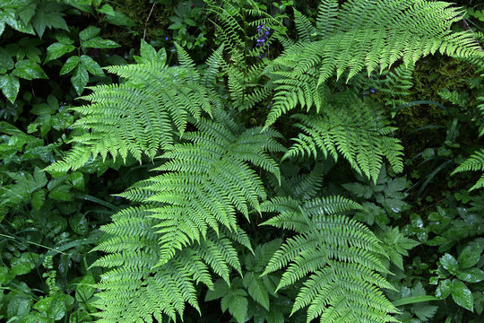 Fern leaves / Fern - the oldest plant on Earth