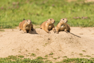 Erdmännchen an Ihrem Bau