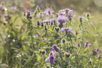 Purple meadow flowers (Centaurea maculosa) on the field in the sunlight, autumn-late summer flowers in the garden