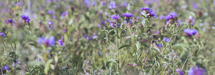 Obraz premium Purple meadow flowers (Centaurea maculosa) on the field in the sunlight, autumn-late summer flowers in the garden