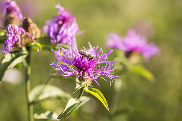 Purple flower closeup with a bee, pollination