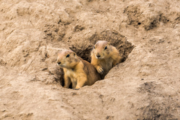 Erdmännchen an Ihrem Bau
