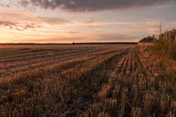 Fototapeta premium Sonnenuntergang an einem Feld