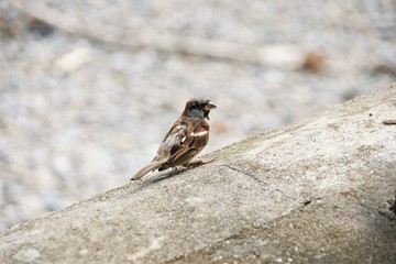 house sparrow