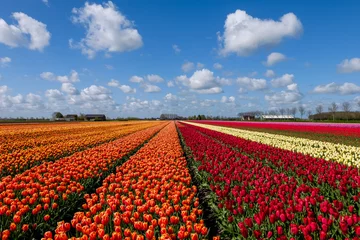 Rolgordijnen Tulip field © Elly