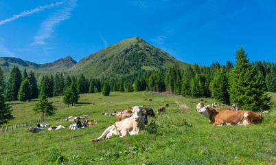 white cow in the foreground watches the photographer from close. In the background grazes a large group of cows in mountain