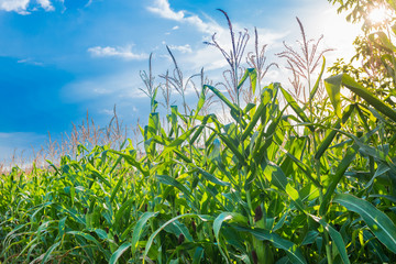 Corn field with blue sky