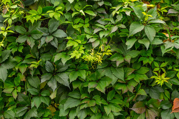 Background of green leaves