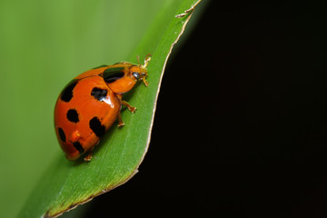 Image of Variable Lady Beetle(Coelophora inaequalis) on green leaves. Insect. Animal