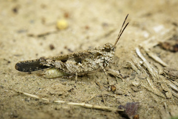 Image of Brown locust on the floor. Insect. Animal