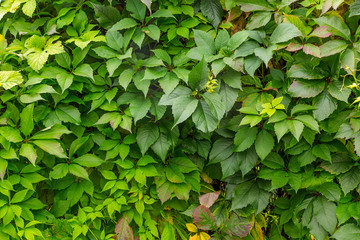 Background of green leaves