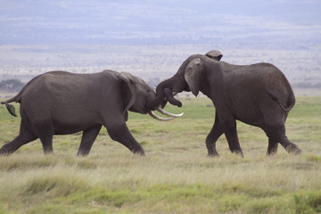 Fototapeta premium Kämpfende Elefanten, Jungtiere, (Loxodonta africana), Amboseli Nationalpark, Kenia, Ostafrika