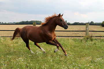 Pferd im Galopp