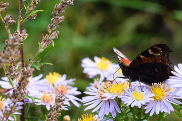 The peacock butterfly sitting on a flower