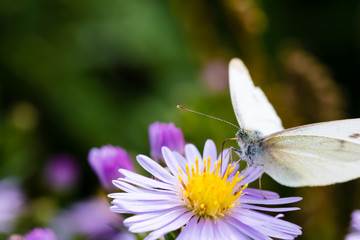 The cabbage butterfly sitting on a flower