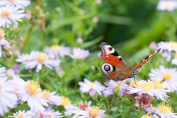 The peacock butterfly sitting on a flower
