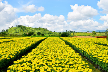 Yellow flowers field in nature