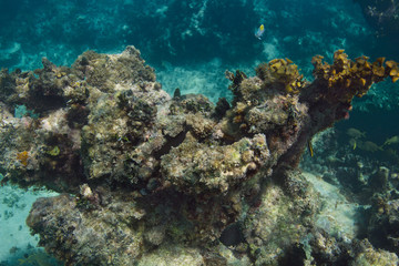 Fototapeta na wymiar Fish in a ocean reef