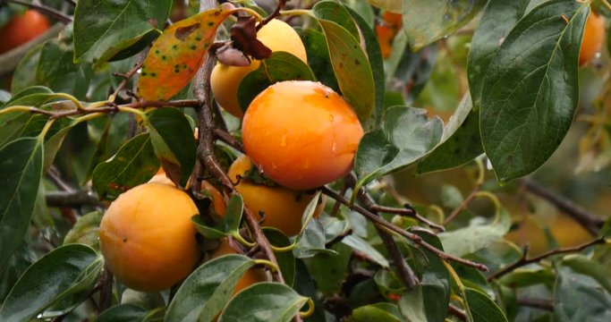 Fresh grouth persimmon in rain korea.