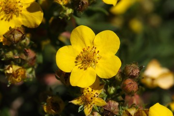 Shrubby cinquefoil (Potentilla fruticosa)