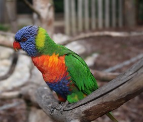 Rainbow lorikeet on a tree branch