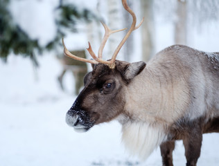 Reindeer in a winter landscape © Nejron Photo