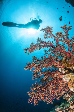 Indonesia, Sulawesi Island
