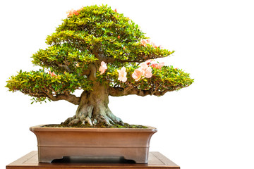 Alter Rhododendron Bonsai Baum mit Blüten
