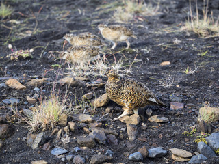 Rock Ptarmigans are disguised among the stones