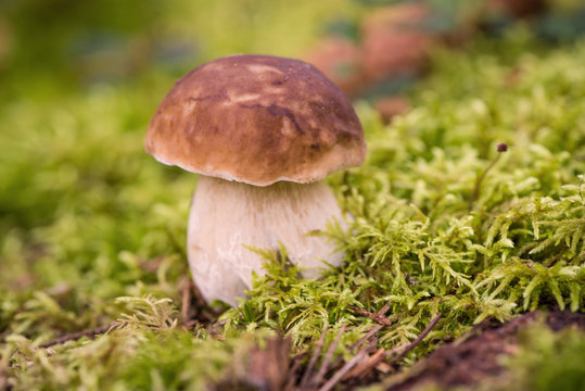 Young porcini mushroom in the woods. Fresh edible mushrooms in coniferous forest.