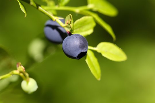 Fruits of the European blueberry