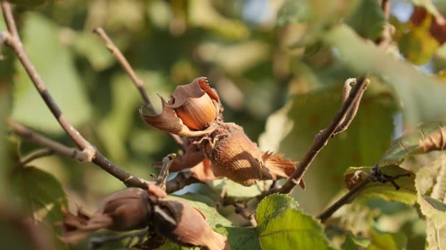 Slow motion common hazel fruit close-up footage - Organic Corylus avellana on tree branches slow-mo video