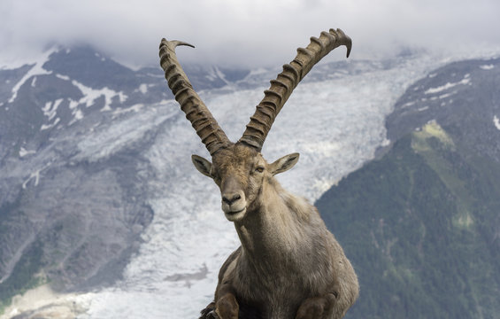 Alpine ibex on a background of mountains. French Alps.